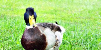 Ente an der Ahr