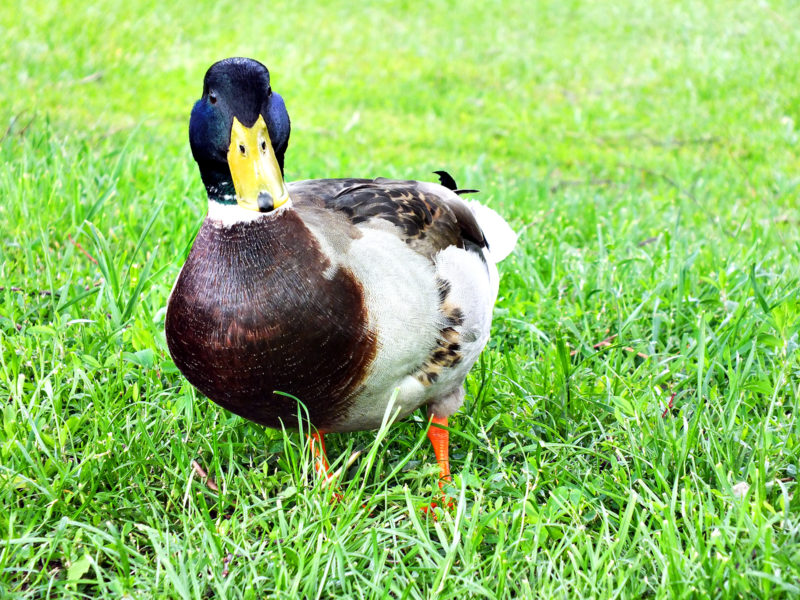 Ente an der Ahr
