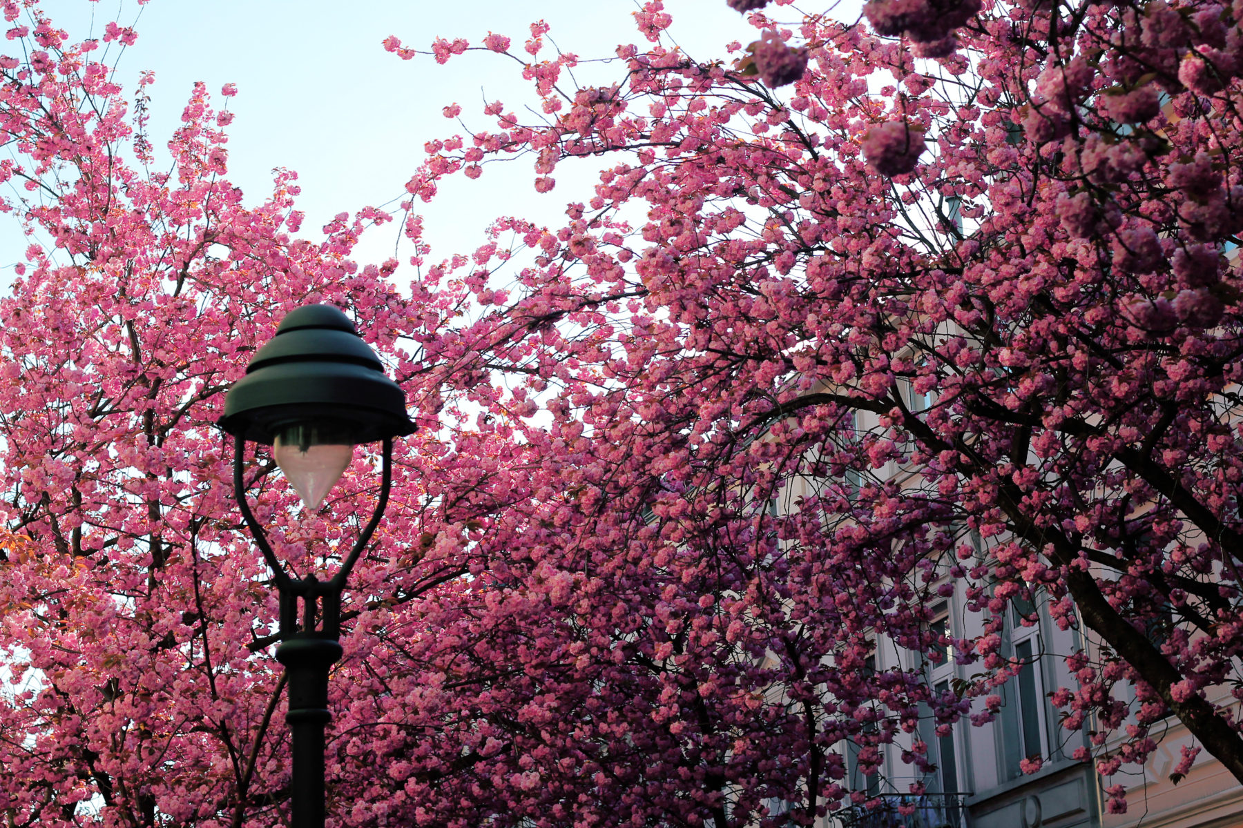 Straßenlaterne vor Kirschblüten