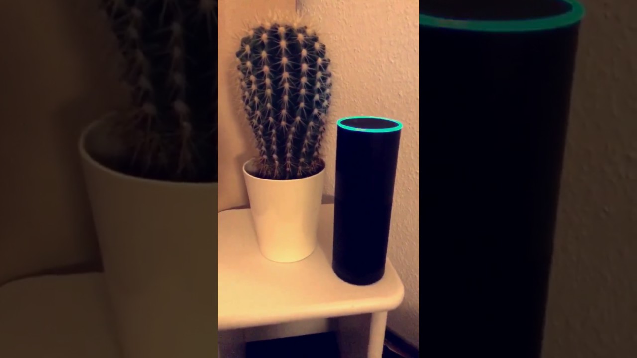 Alexa vor dem Kaktus