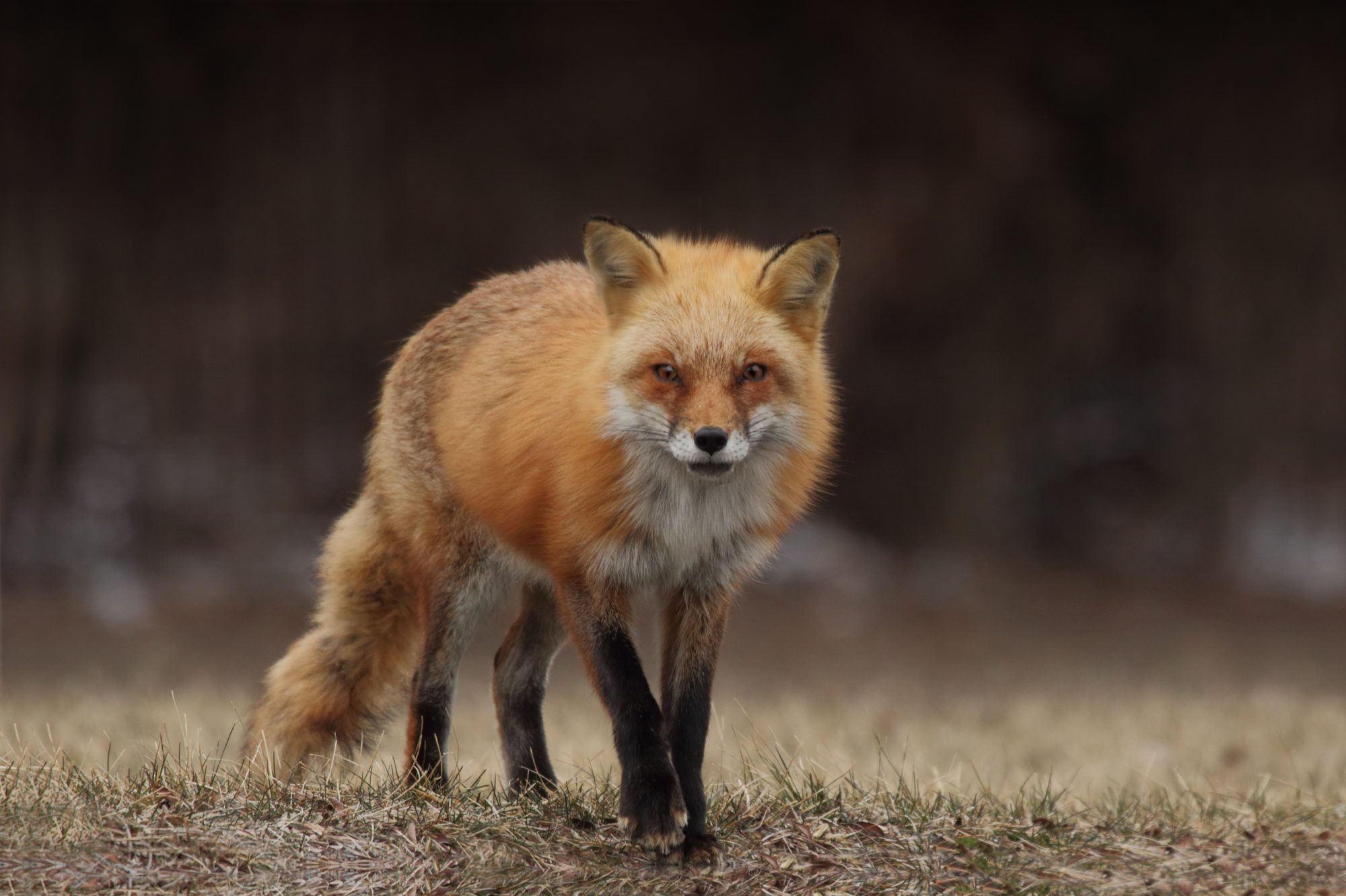 Ein Fuchs.