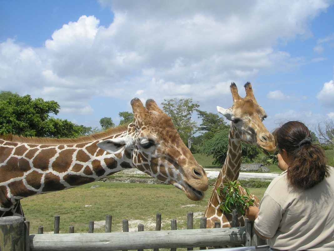 Zwei Giraffen, eine frisst einer Frau aus der Hand.