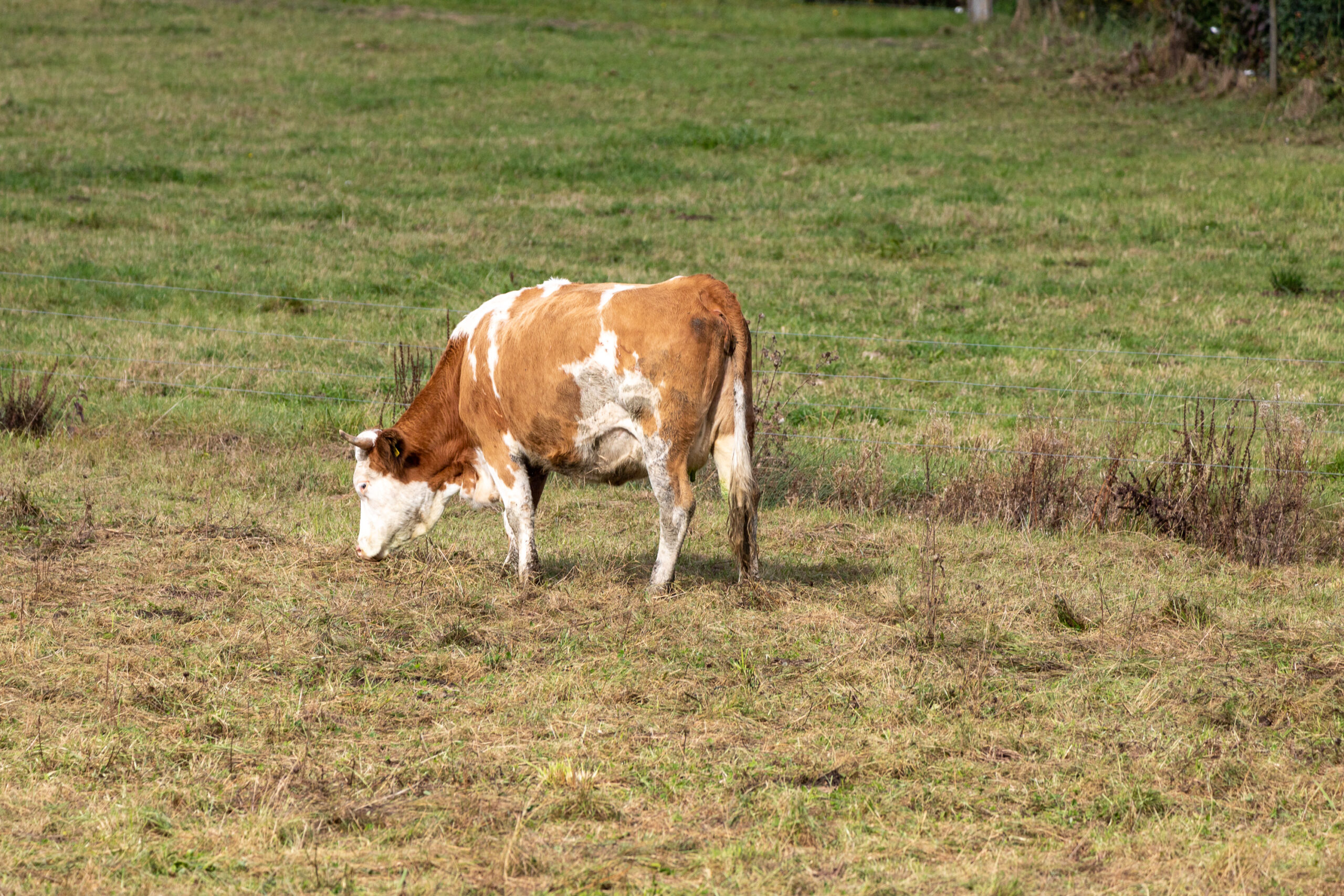 Eine braun-weiß gefleckte Kuh.