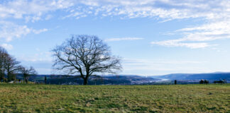 Wiese, darauf ein kahler Baum. Im Hintergrund kann man den Rhein durch das Tal schlängeln sehen.