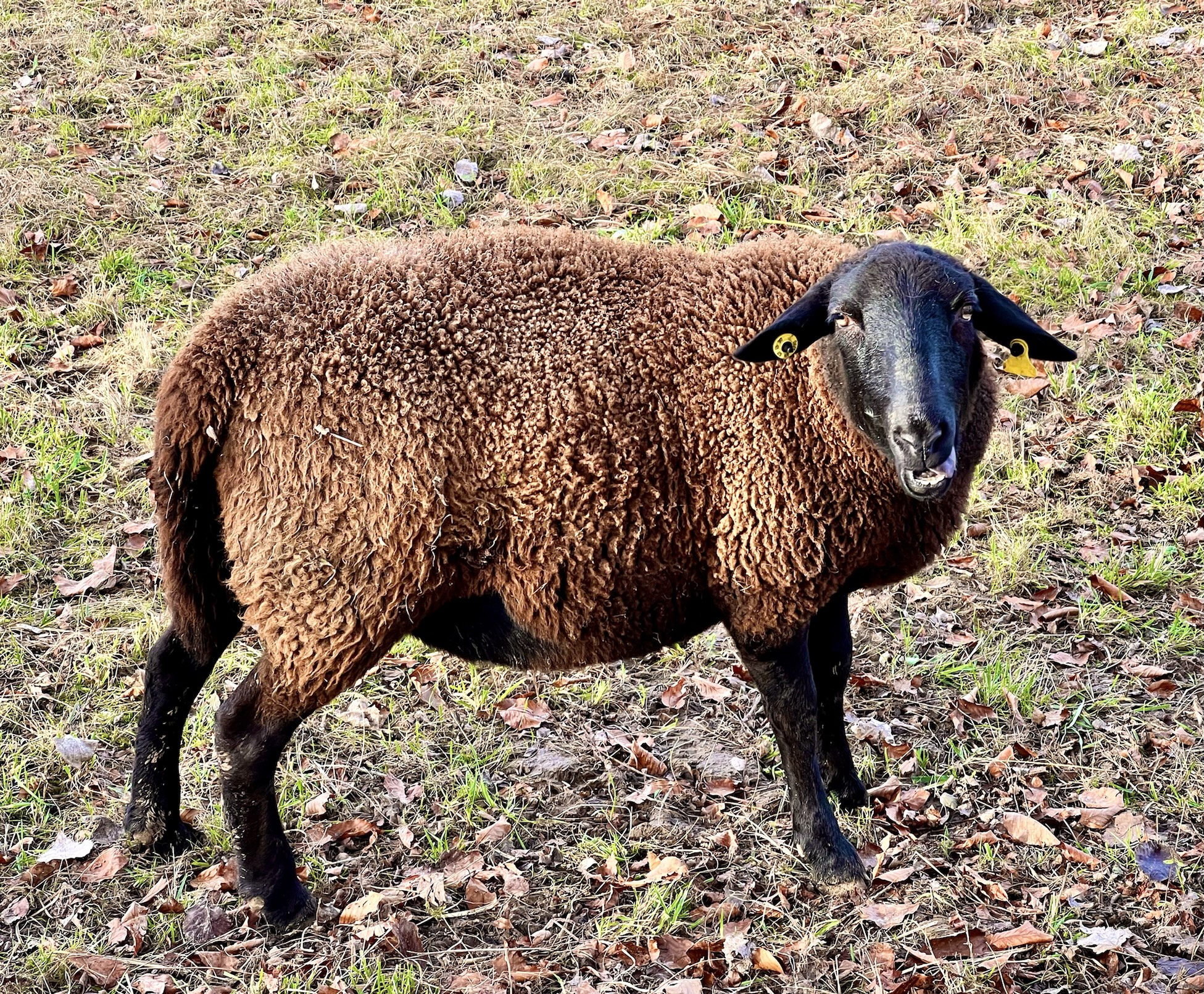 Ein braunes Schaf mit schwarzen Beinen und Gesicht schaut etwas derangiert in die Kamera.