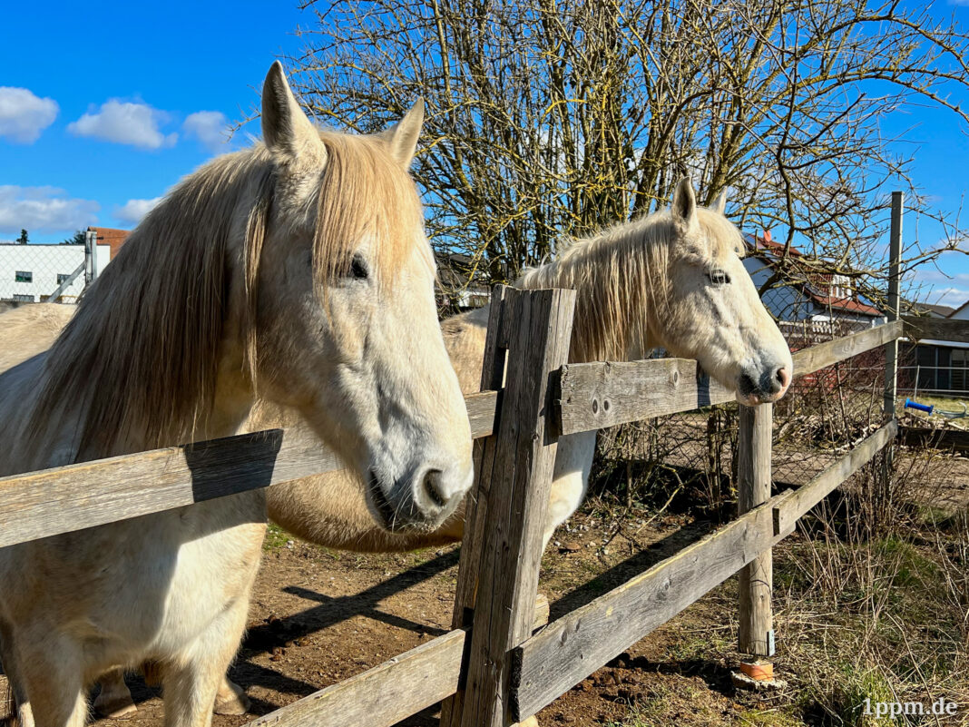 Zwei weiße Pferde schauen über einen Zaun.