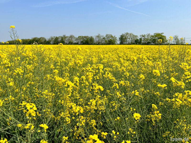 Ein Rapsfeld
