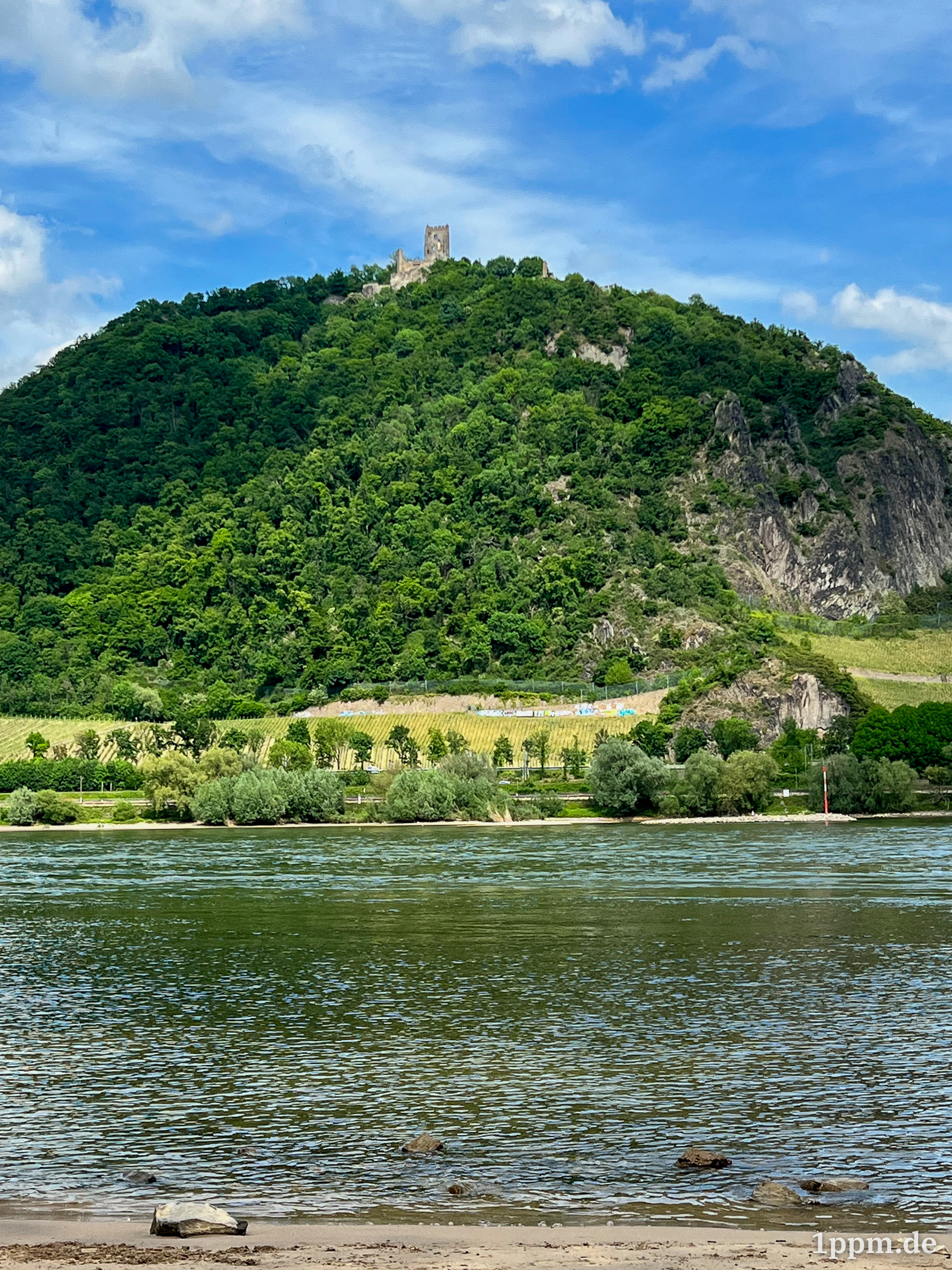 Blick auf den Drachenfels, eine Burgruine auf einem größeren Hügel, von der anderen Rheinseite aus.