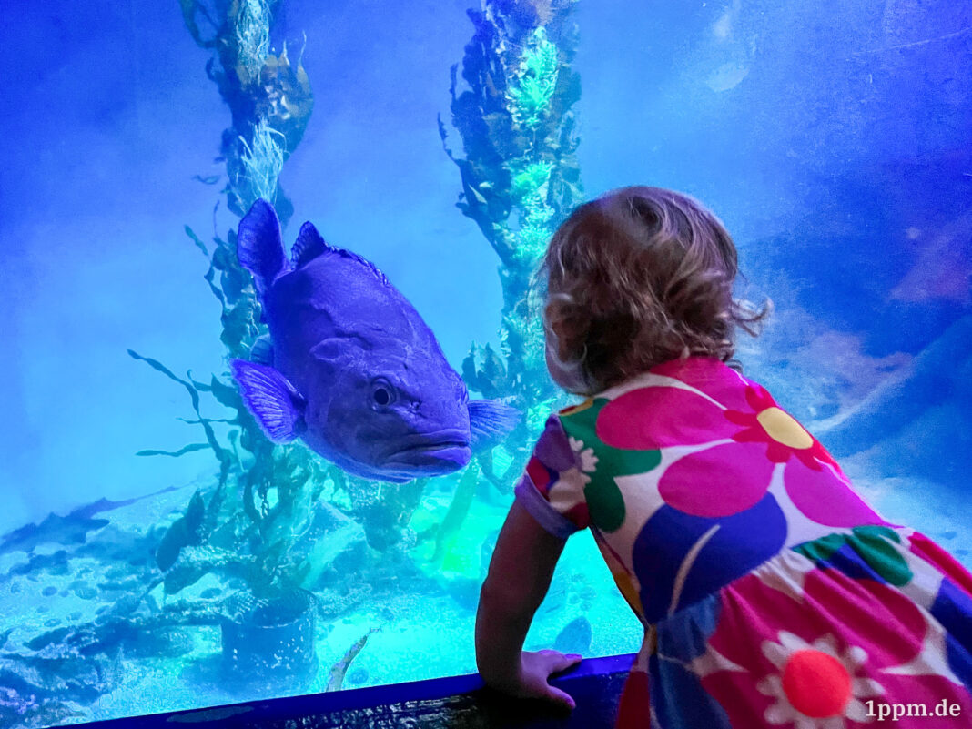 Klein-Lea von hinten, wie sie einen großen Fisch in einem noch größeren Aquarium ansieht