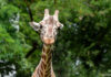 Eine Giraffe schaut frontal ins Bild. Ein wenig Gras ist in ihrem Maul.
