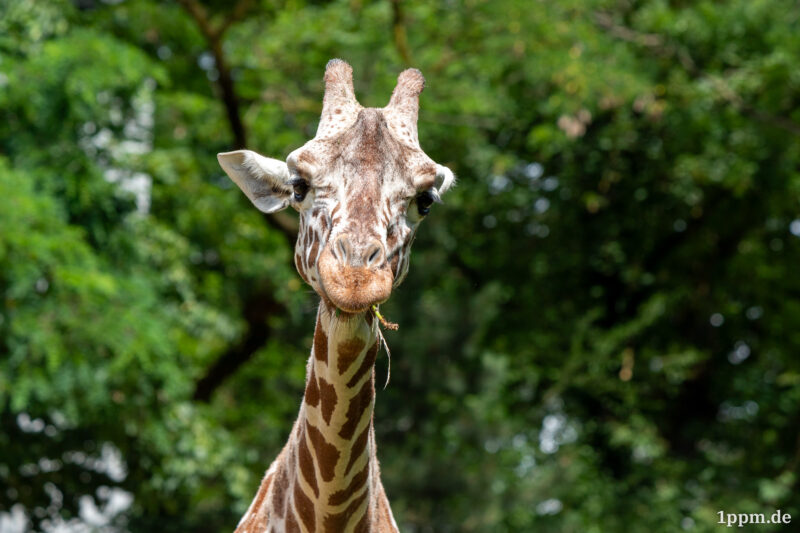 Eine Giraffe schaut frontal ins Bild. Ein wenig Gras ist in ihrem Maul.