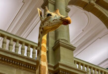 Eine (unechte) Giraffe von unten, man sieht nur ihren Hals und ihren Kopf. Im Hintergrund erahnt man eine Galerie.