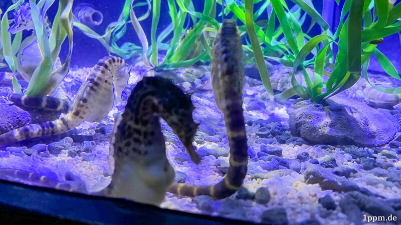 Drei Seepferdchen in einem Aquarium.