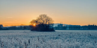 Ein Feld voller Raureif, in der oberen Bildmitte ein Baum, im Hintergrund einen Sonnenaufgang und ein paar Häuser.