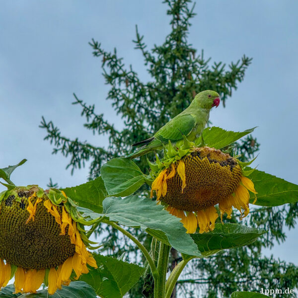 Ein grüner Sittich sitzt auf einer etwas traurig und zerrupft aussehenden Sonnenblume. Auch daneben ist eine Sonnenblume erkennbar, die angeknabbert wurde.