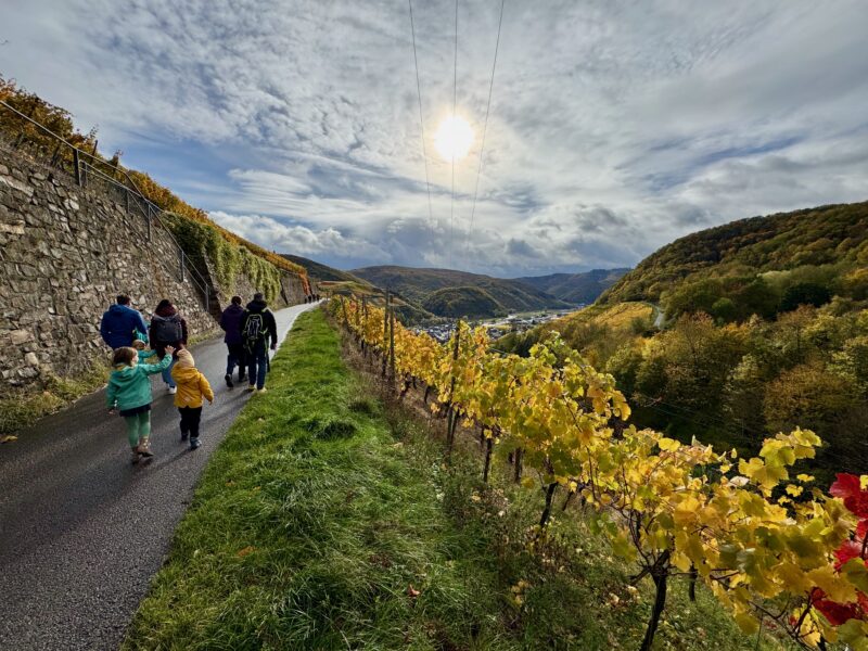 Mehrere Personen gehen entspannt auf einem Weg durch die idyllische Landschaft mit gelbblättrigen Weinreben.