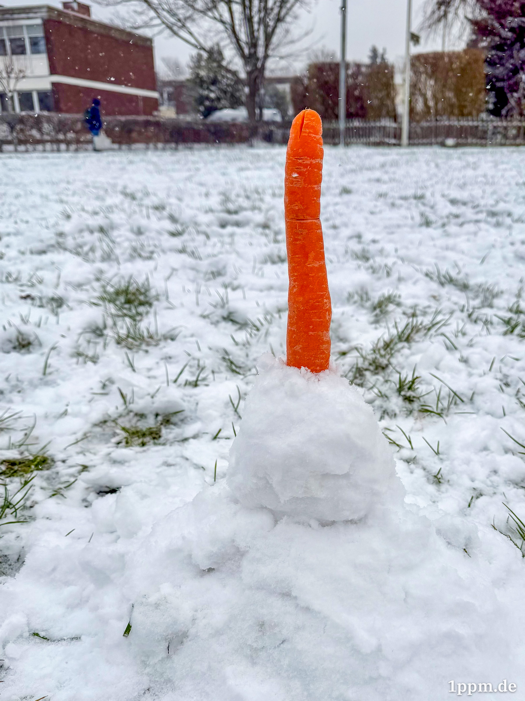 Karotte steckt senkrecht in einem kleinen Schneehaufen auf schneebedecktem Grasfeld mit Gebäuden und Bäumen im Hintergrund