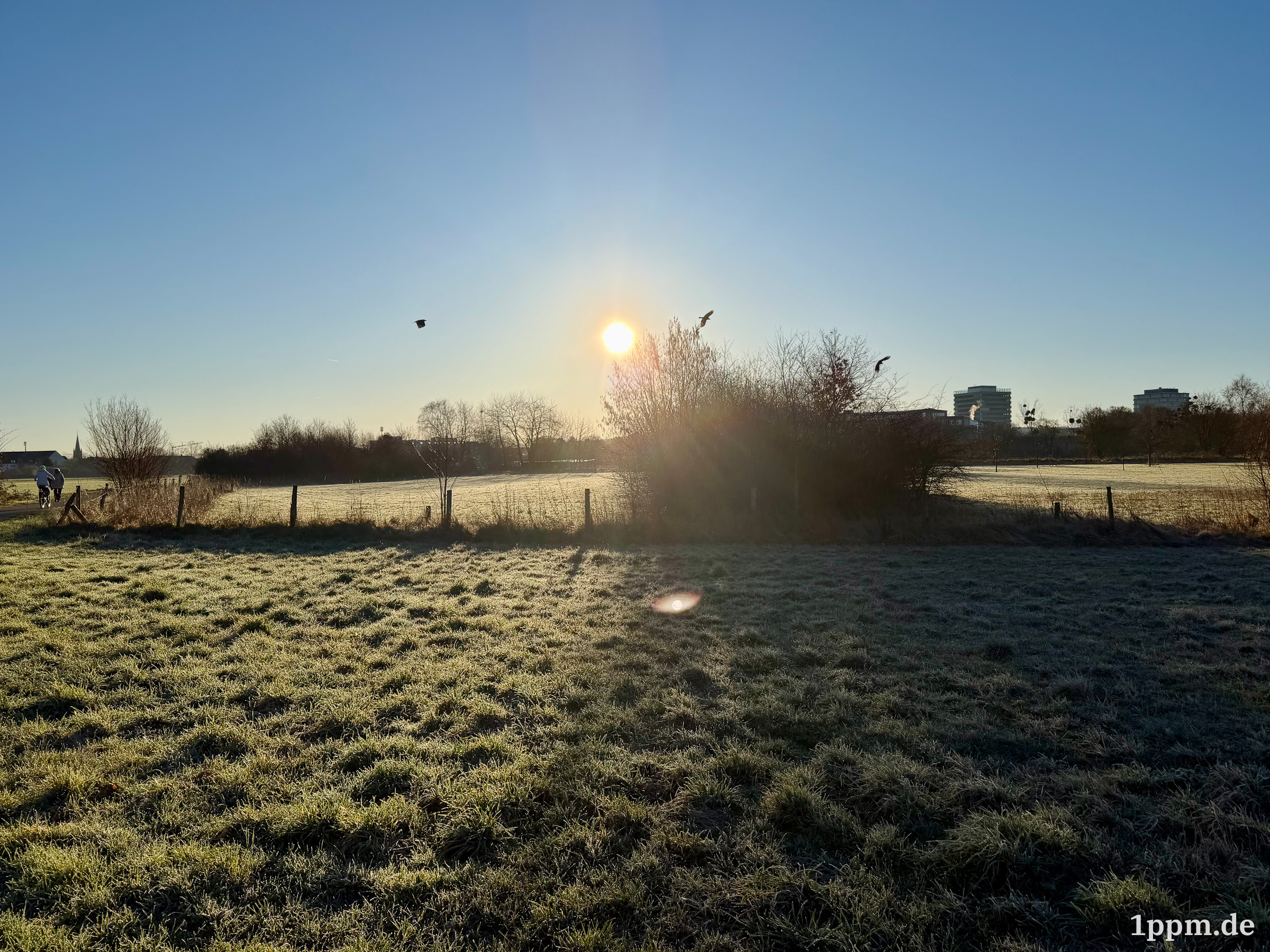 Frostbedecktes Feld mit Büschen und Bäumen im Gegenlicht der tief stehenden Sonne am klaren Himmel