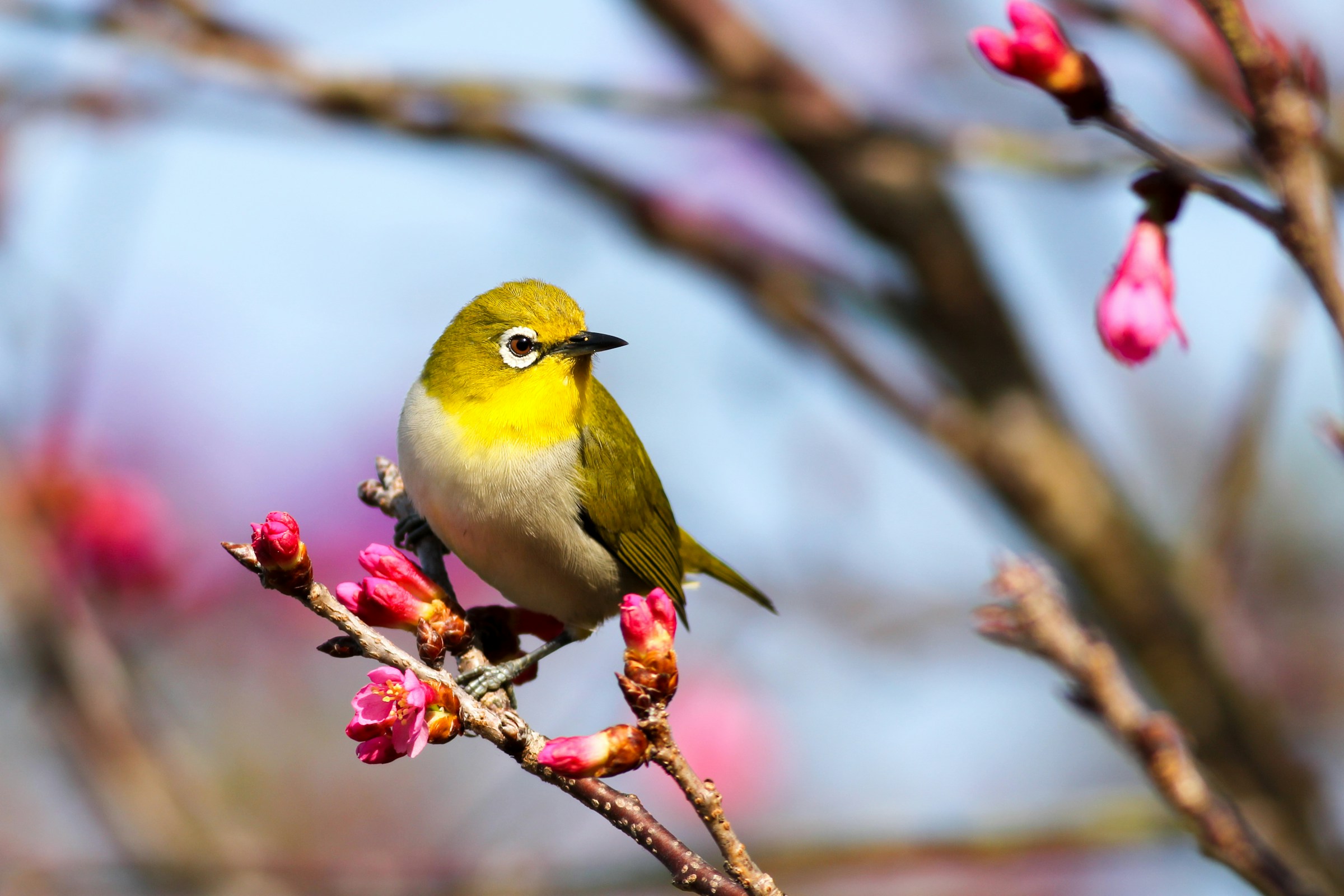 Ein gelber Vogel auf einem Ast mit rosa Knospen