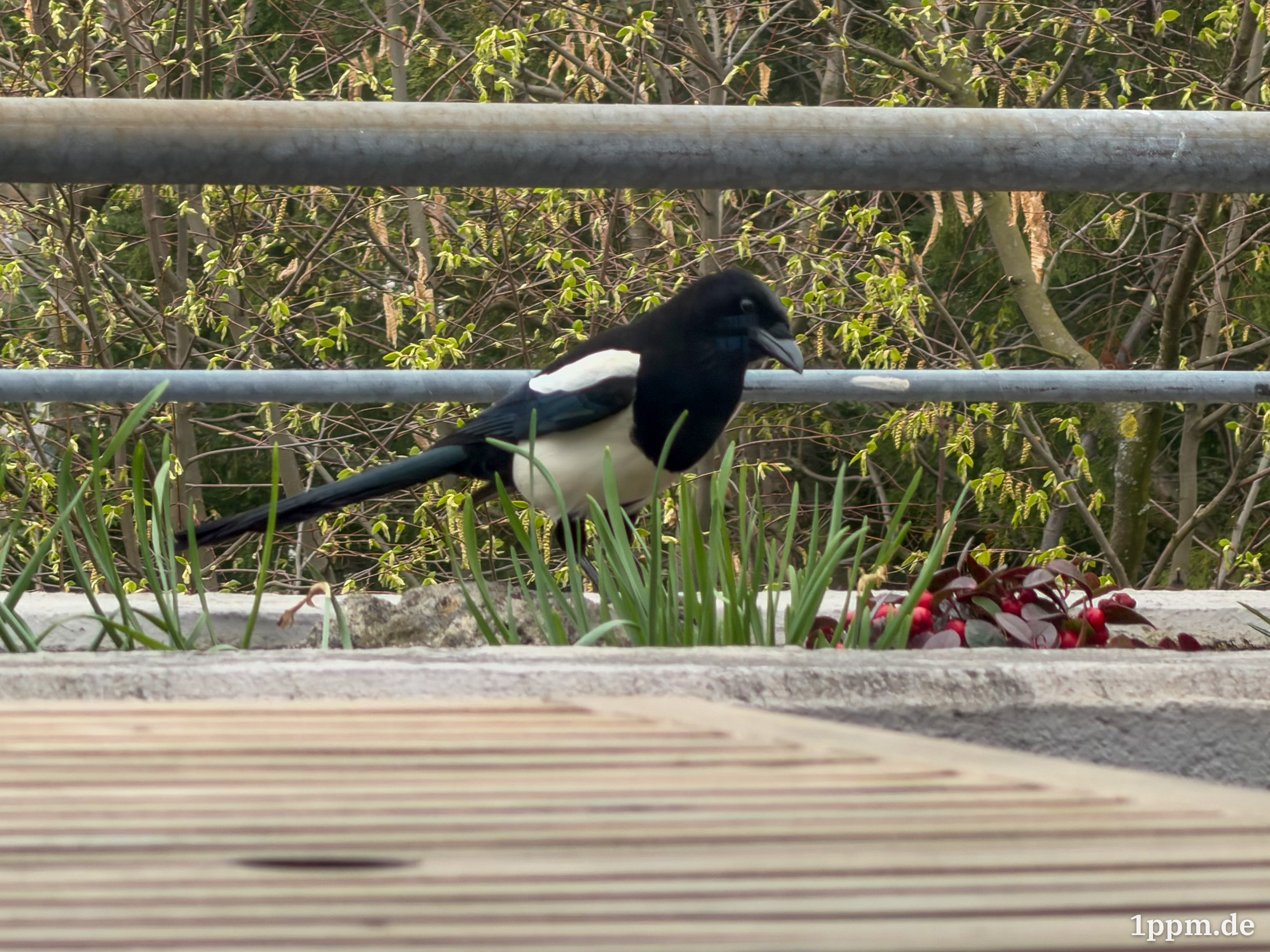 Elster steht auf einem Holzsteg vor einer niedrigen Steinmauer mit Gras und roten Blättern im Hintergrund