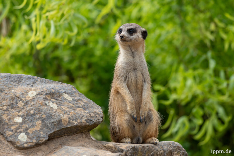 Erdmännchen sitzt auf einem Felsen vor grünem Laub